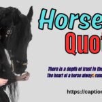 Horse quotes