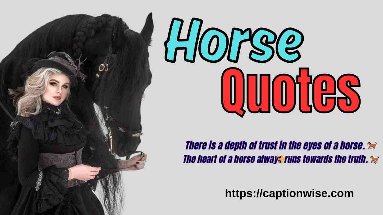 Horse quotes