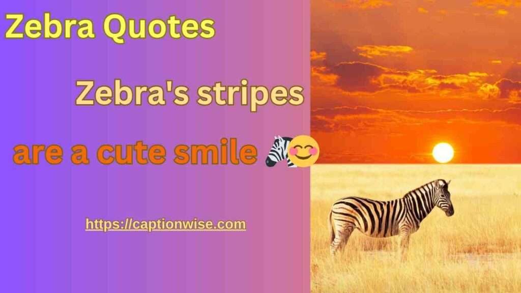 Zebra Quotes | 99+ Zebra Quotes For Earning Your Stripes